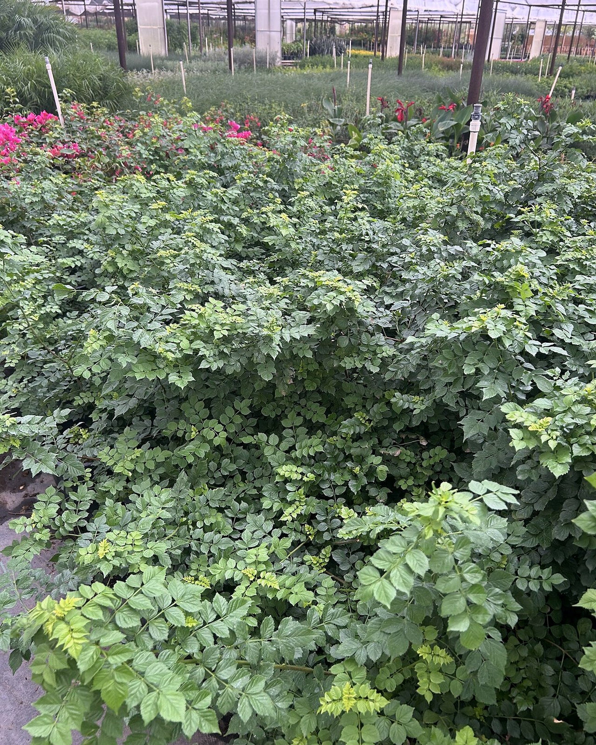 Cape Honeysuckle