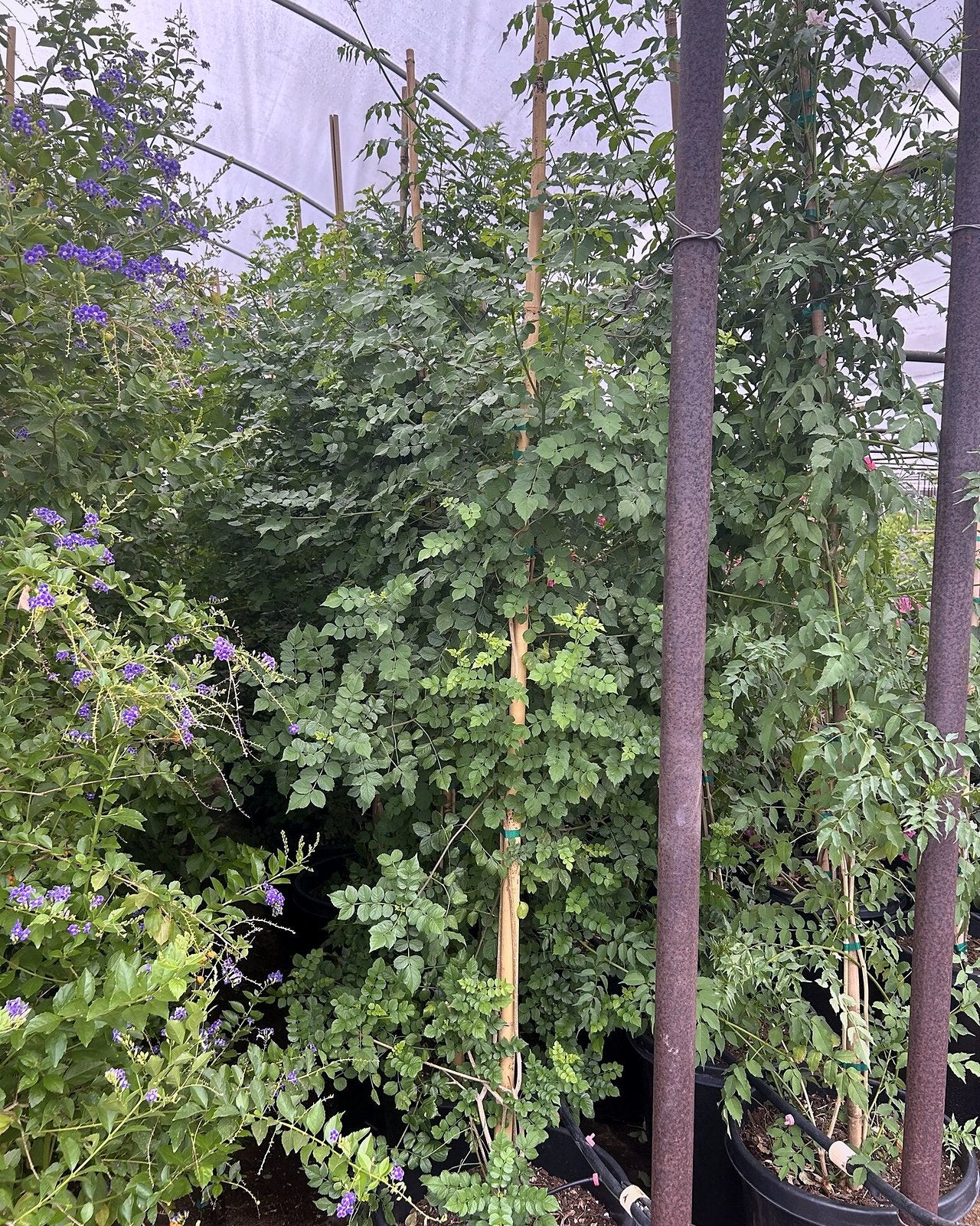 Cape Honeysuckle Staked