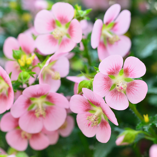 Cape Mallow