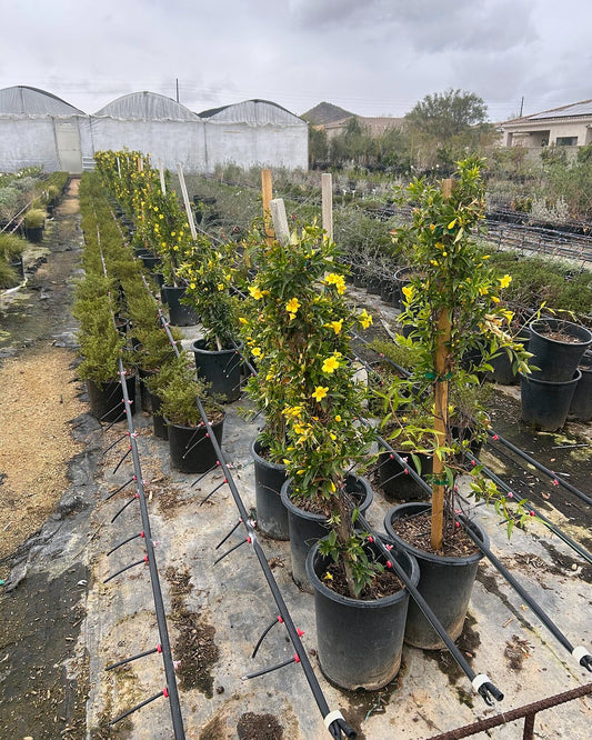 Carolina Jessamine Vine