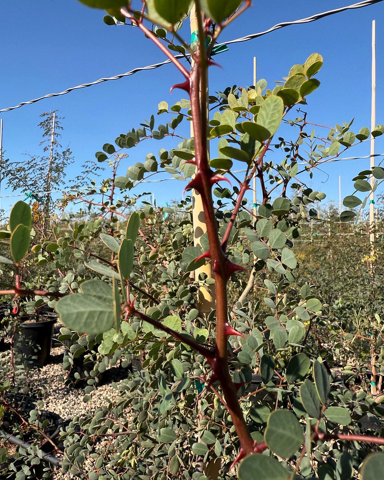 Cascalote Tree
