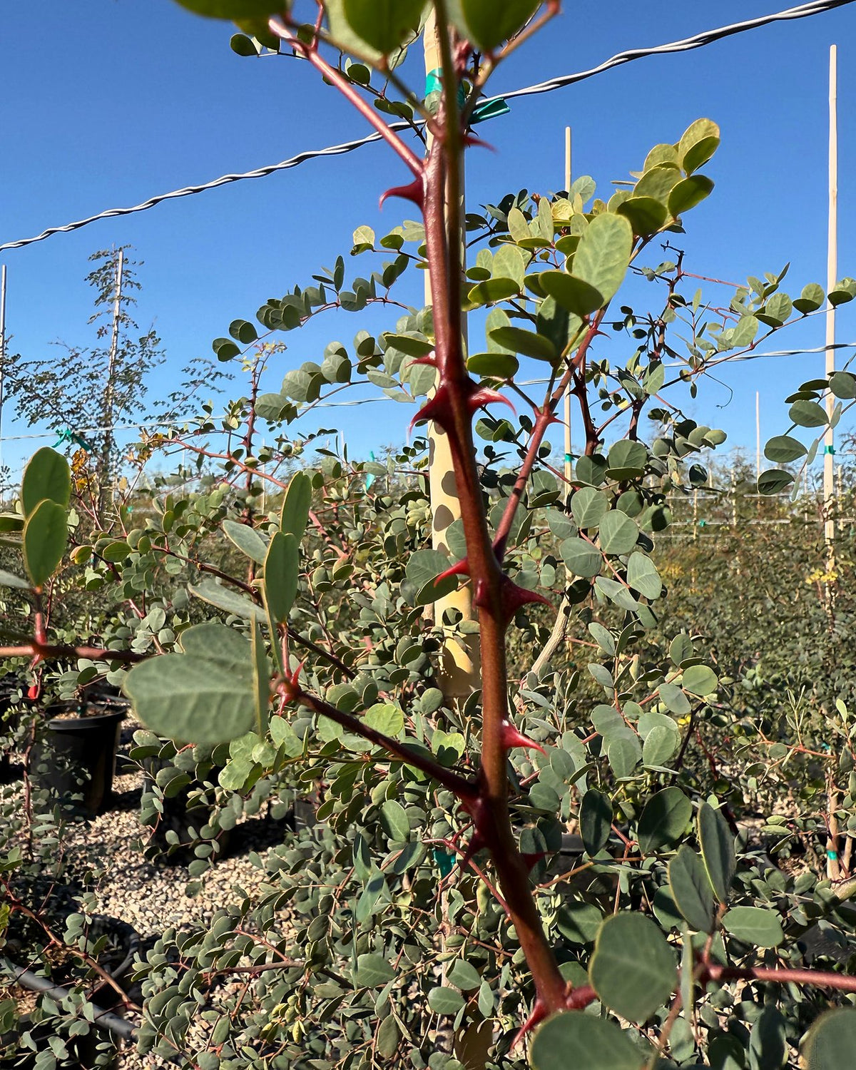 Cascalote Tree