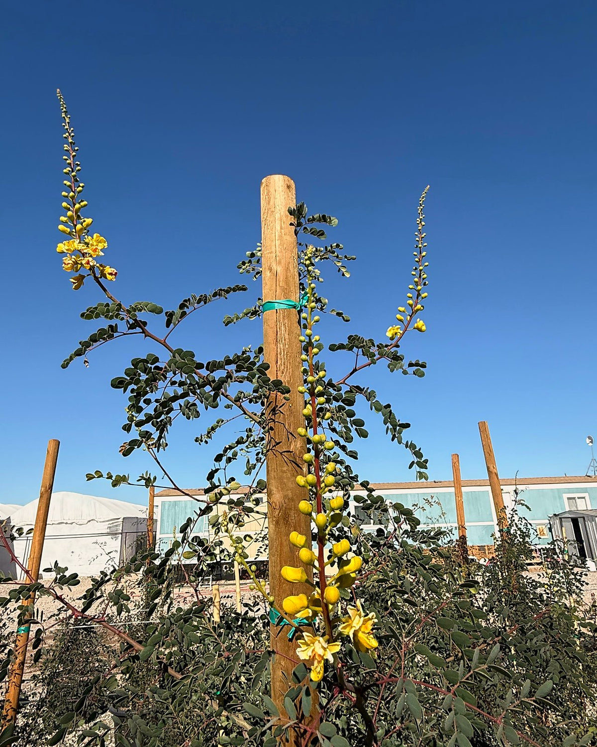 Cascalote Tree
