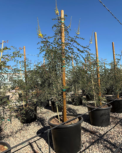 Cascalote Tree