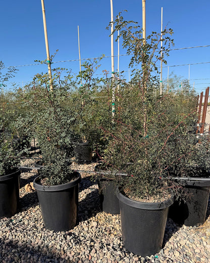 Cascalote Tree