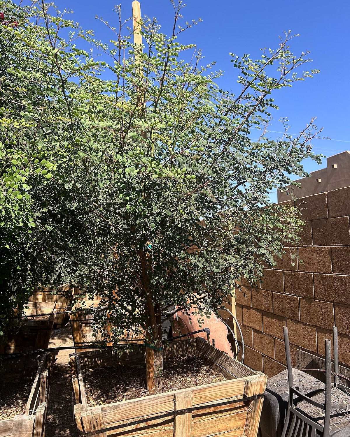 Cascalote Tree