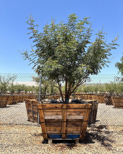 Cascalote Tree