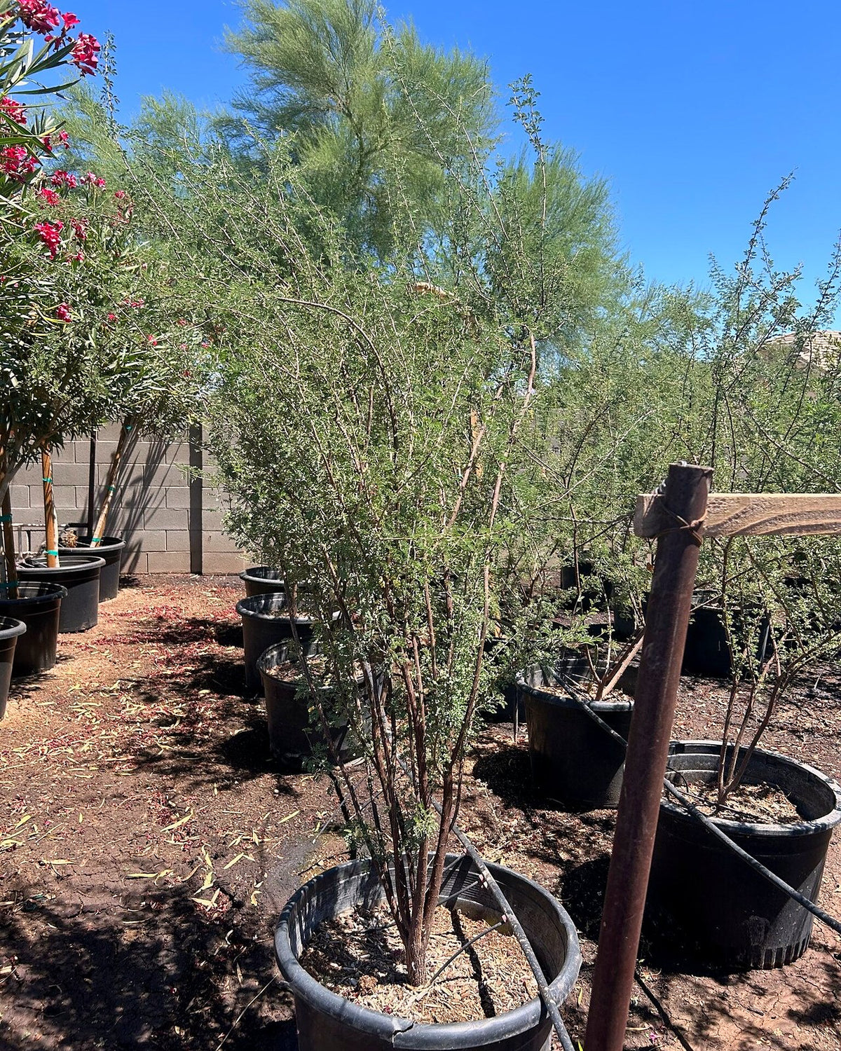 Cat Claw Acacia