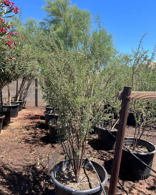 Cat Claw Acacia