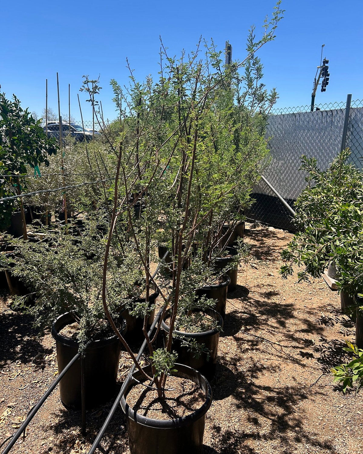 Cat Claw Acacia