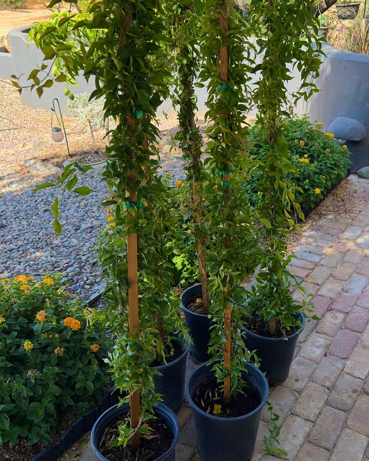 Cat Claw Vine