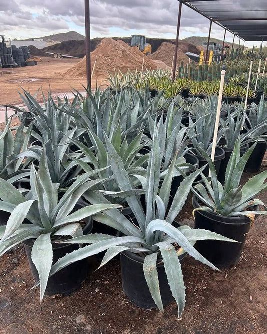 Century Plant