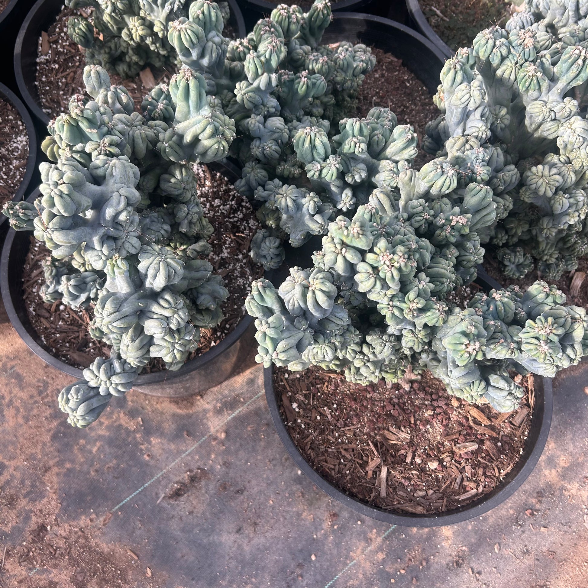 7 gallon Cereus Monstrosus Ming Thing (Cereus peruvianus f. monstrosus 'Ming Thing') in nursery pot — Phoenix, AZ