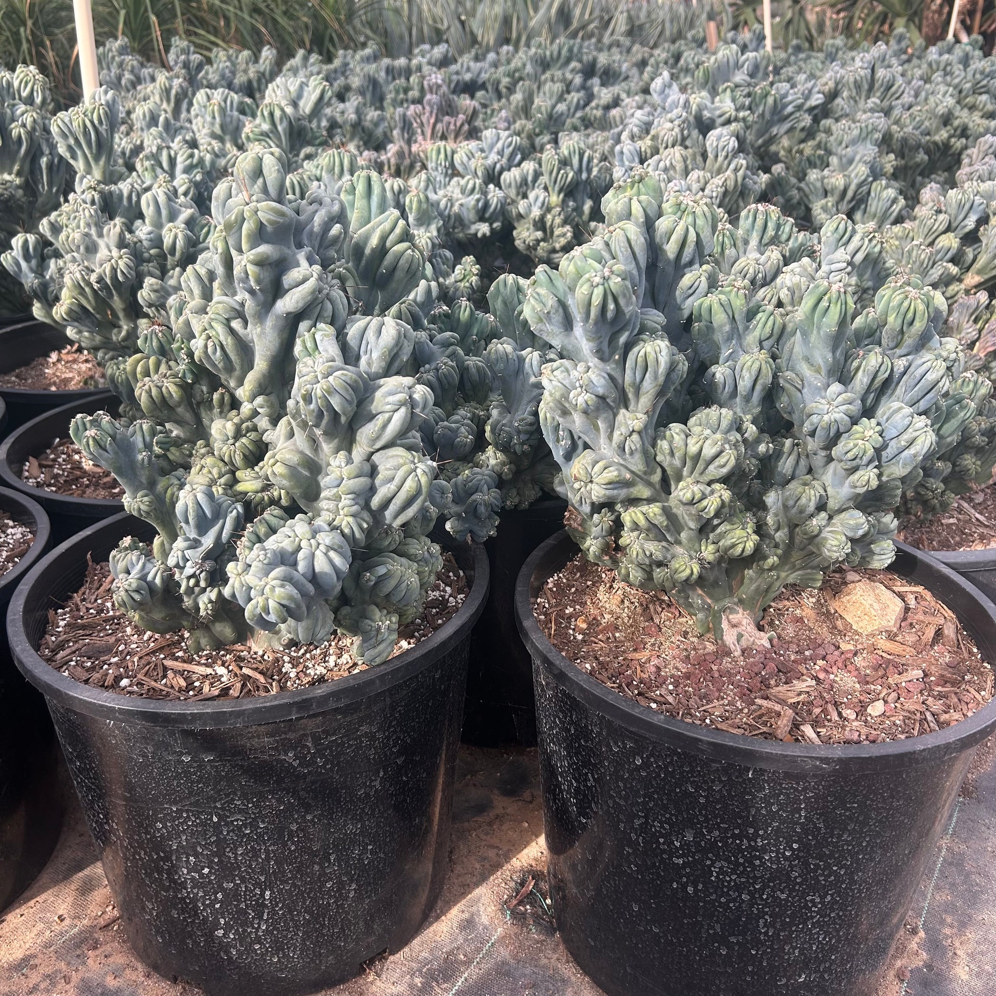 7 gallon Cereus Monstrosus Ming Thing (Cereus peruvianus f. monstrosus 'Ming Thing') in nursery pot — Phoenix, AZ