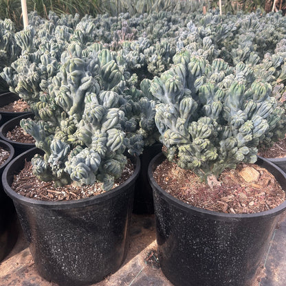7 gallon Cereus Monstrosus Ming Thing (Cereus peruvianus f. monstrosus 'Ming Thing') in nursery pot — Phoenix, AZ