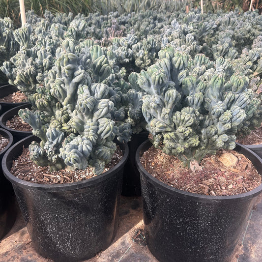 7 gallon Cereus Monstrosus Ming Thing (Cereus peruvianus f. monstrosus 'Ming Thing') in nursery pot — Phoenix, AZ