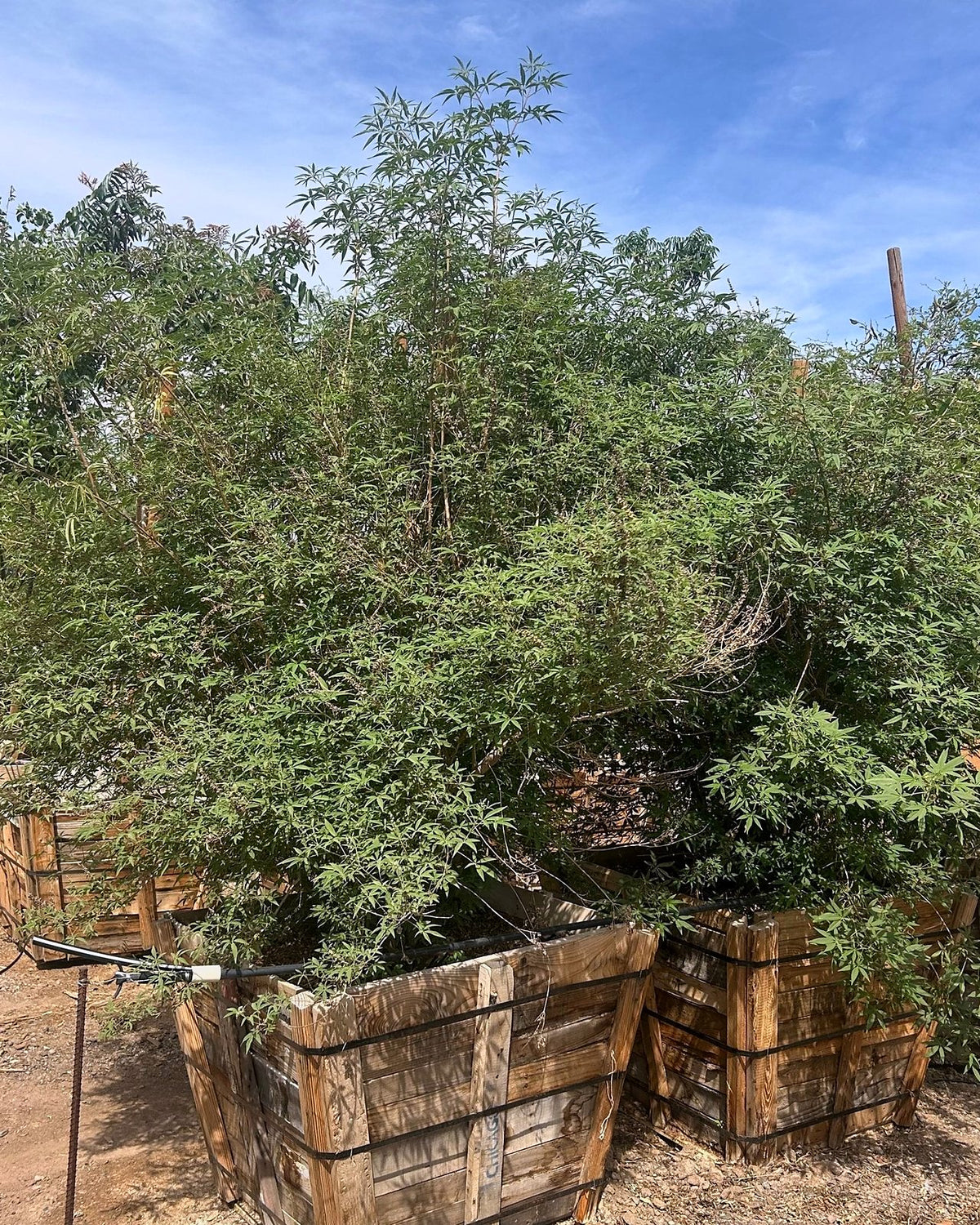 Chaste/Vitex Tree