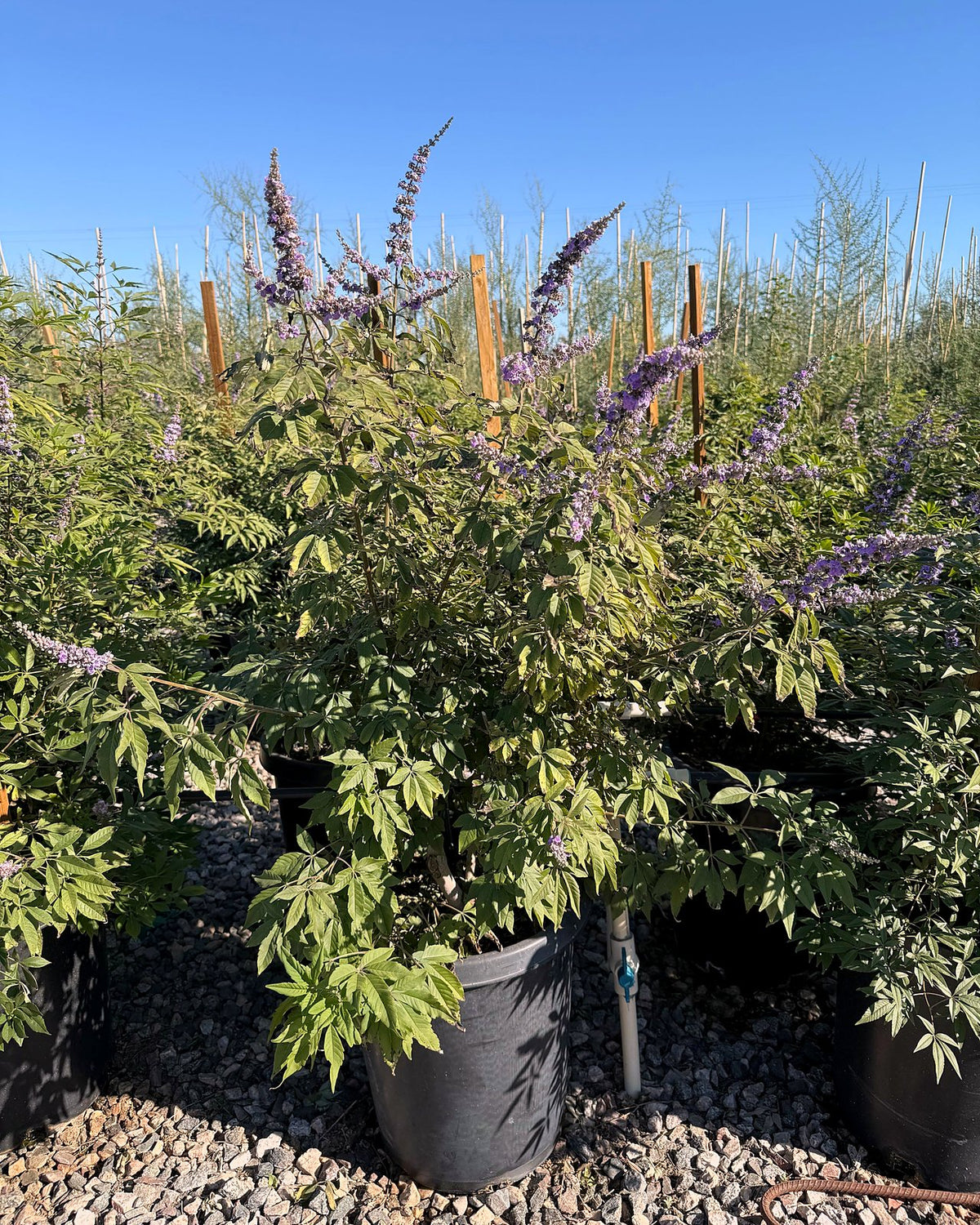 Chaste/Vitex Tree