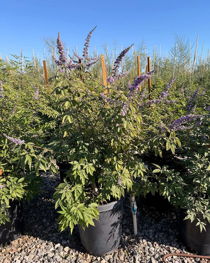 Chaste/Vitex Tree