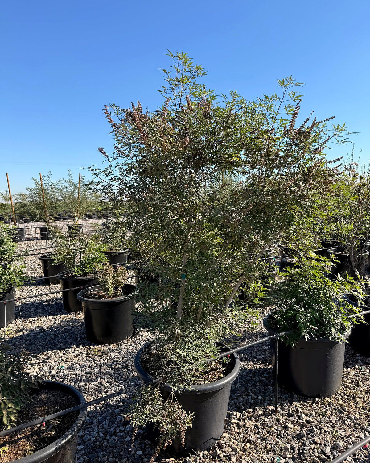 Chaste/Vitex Tree