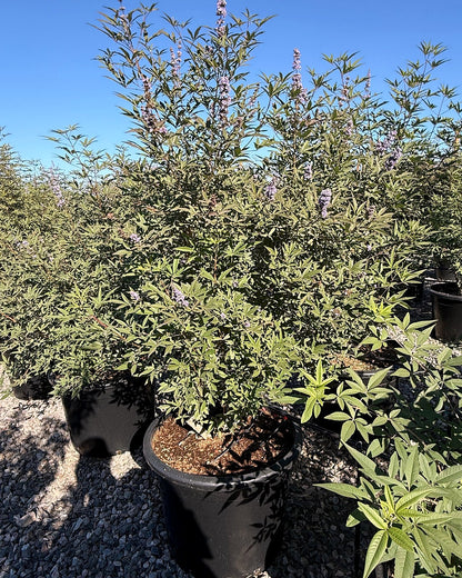 Chaste/Vitex Tree