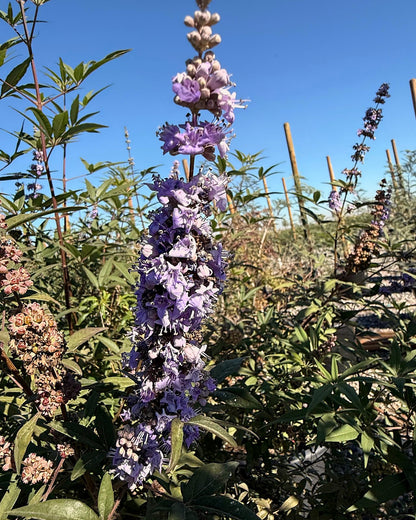 Chaste/Vitex Tree