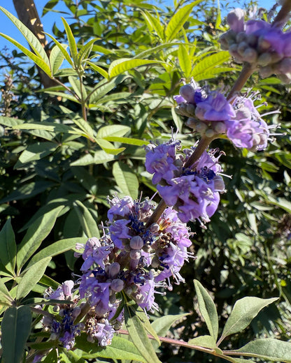 Chaste/Vitex Tree