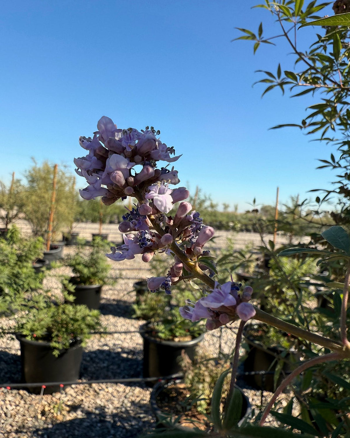 Chaste/Vitex Tree