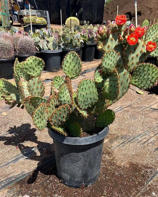 Chenille Prickly Pear