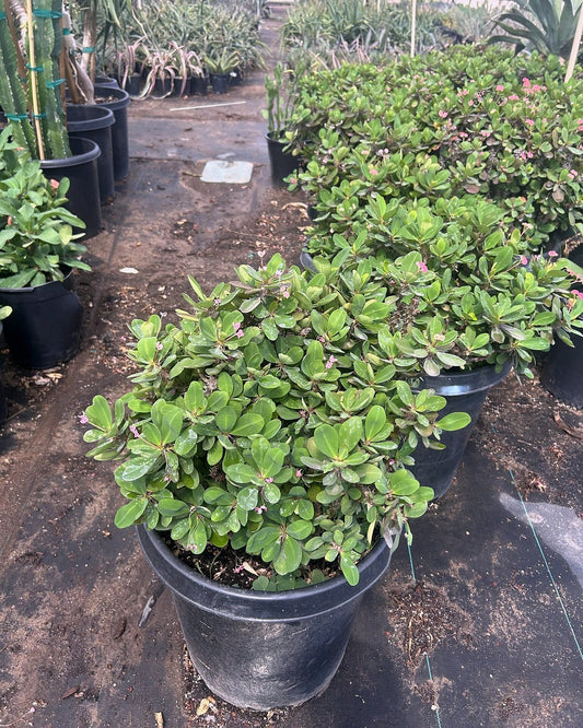 Cherokee Crown of Thorns