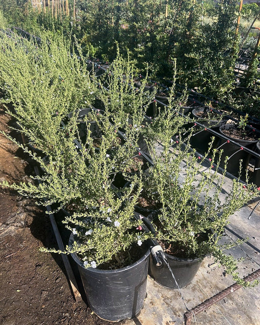 Chihuahuan Sage