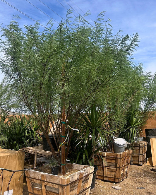 Chilean Fuente Mesquite