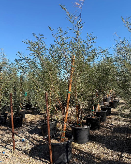 Chilean Mesquite