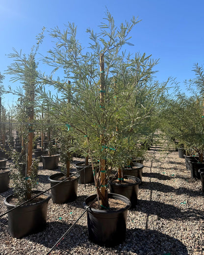 Chilean Mesquite
