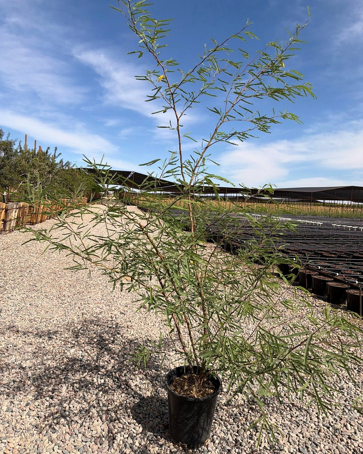 Chilean Mesquite