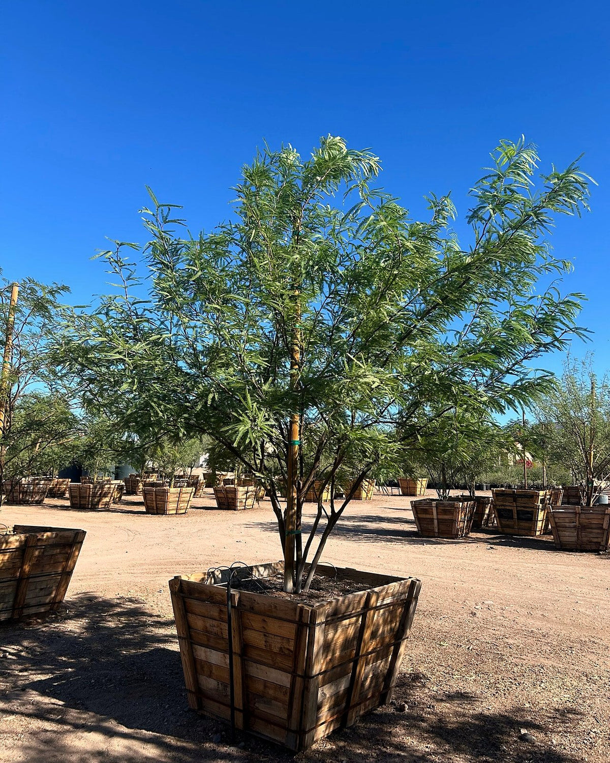 Chilean Mesquite