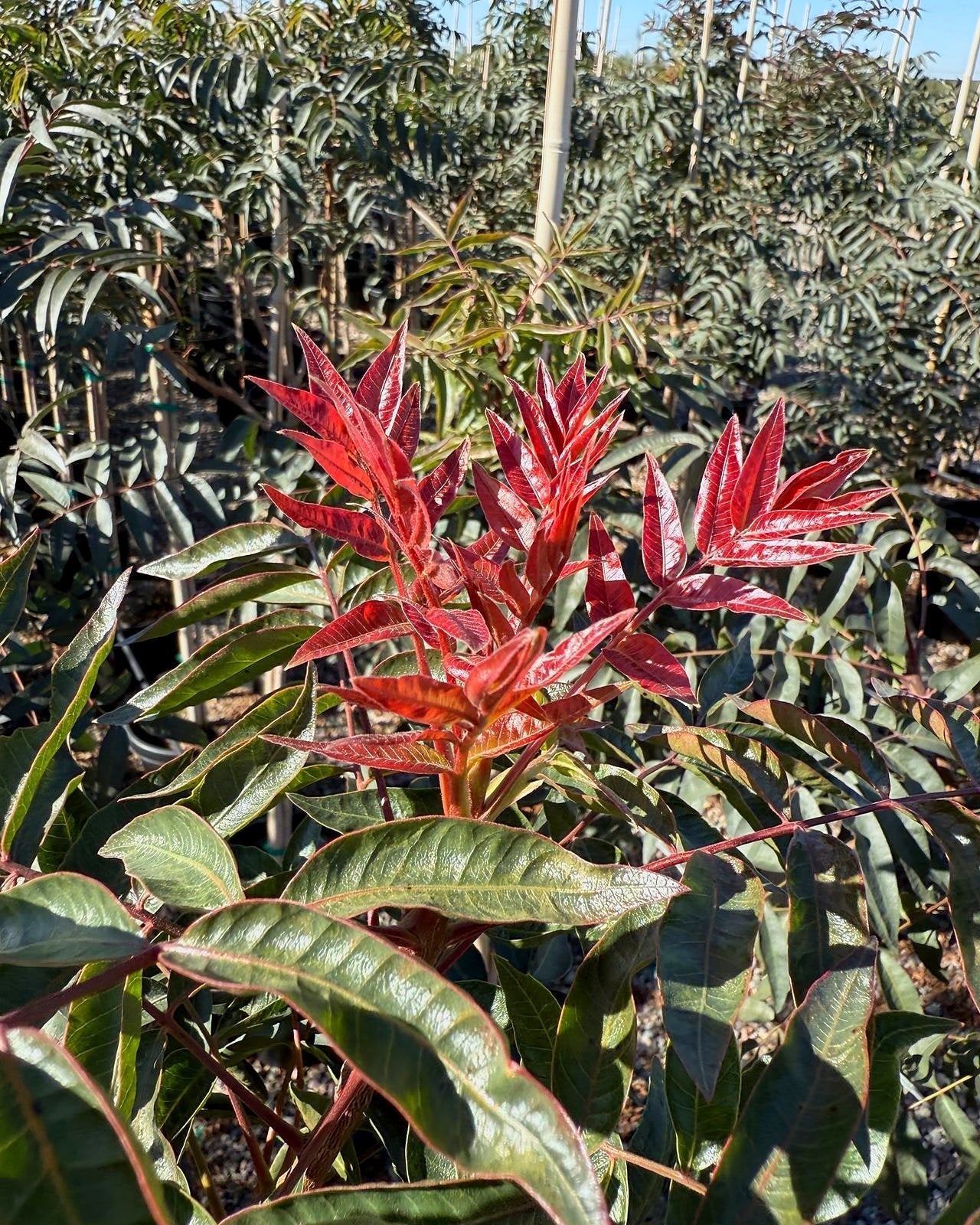 Chinese Pistache 'Red Push'