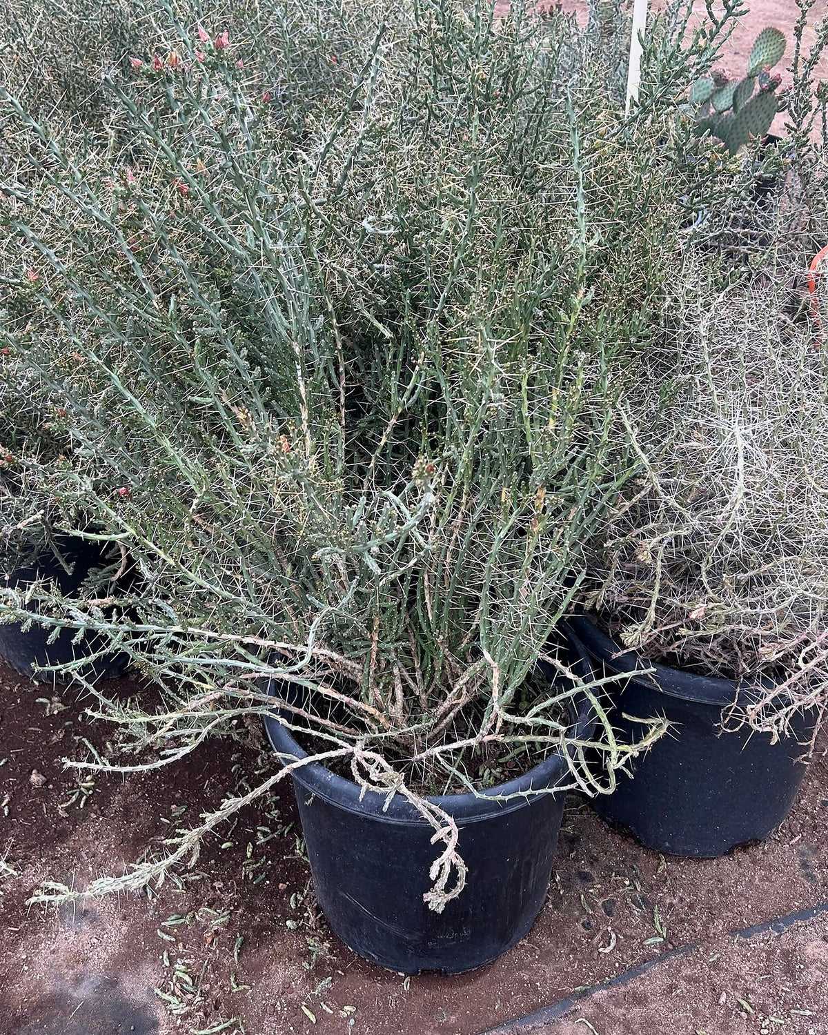 Christmas Cholla