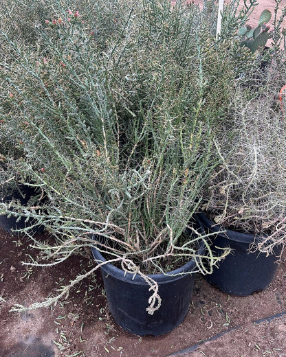Christmas Cholla