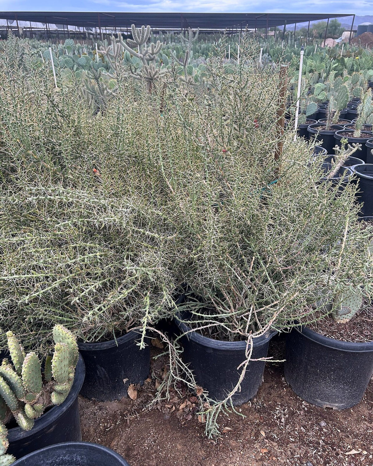Christmas Cholla