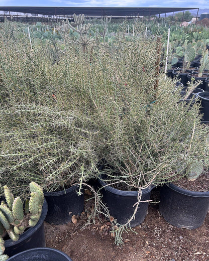 Christmas Cholla