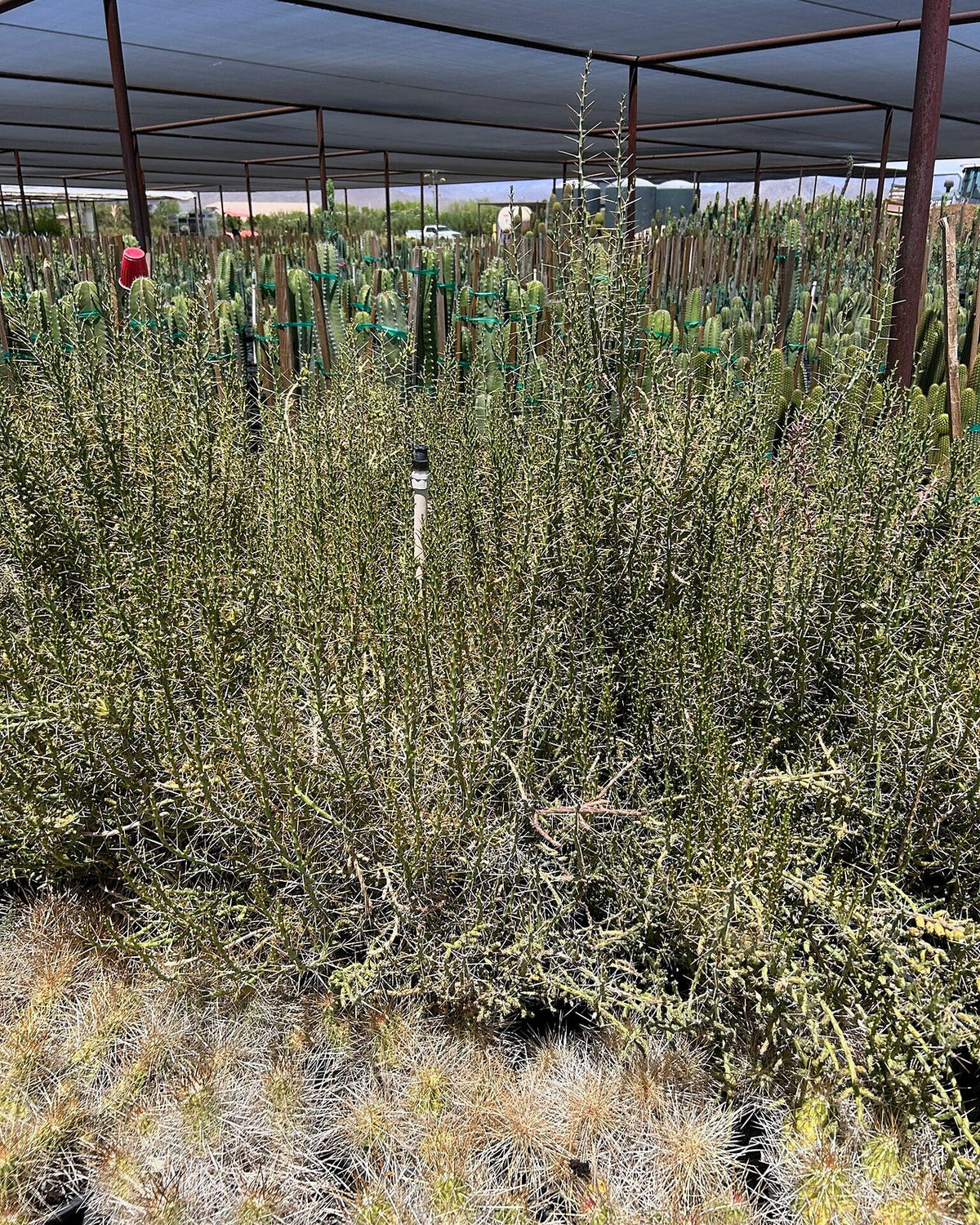 Christmas Cholla