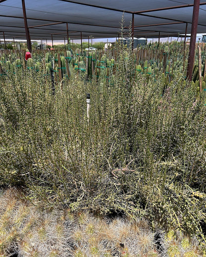 Christmas Cholla