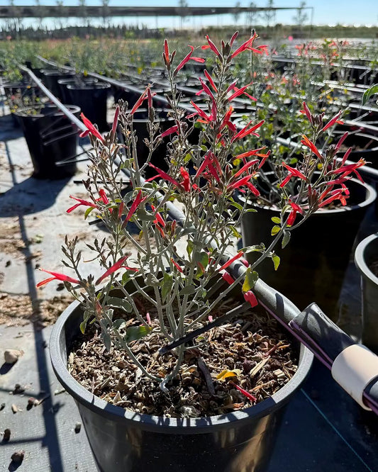 Chuparosa - Red