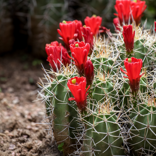 Claret Cup