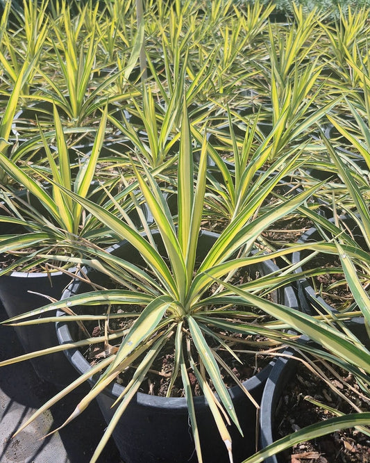 Color Guard Yucca