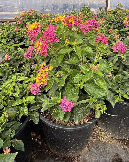Confetti Lantana