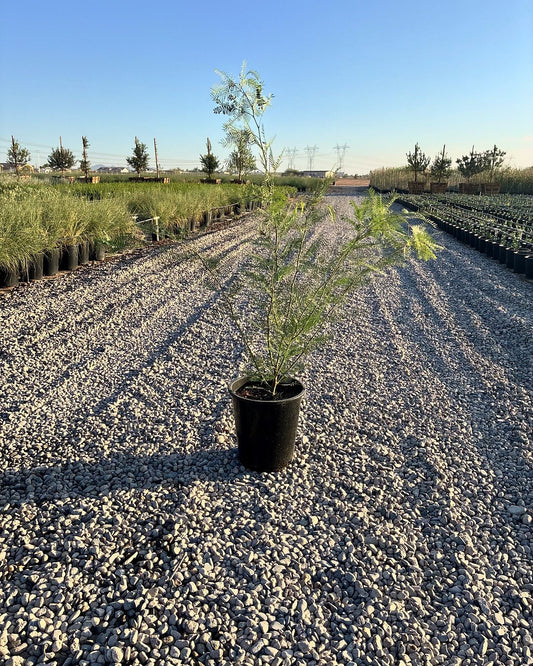 Cooperi Mesquite