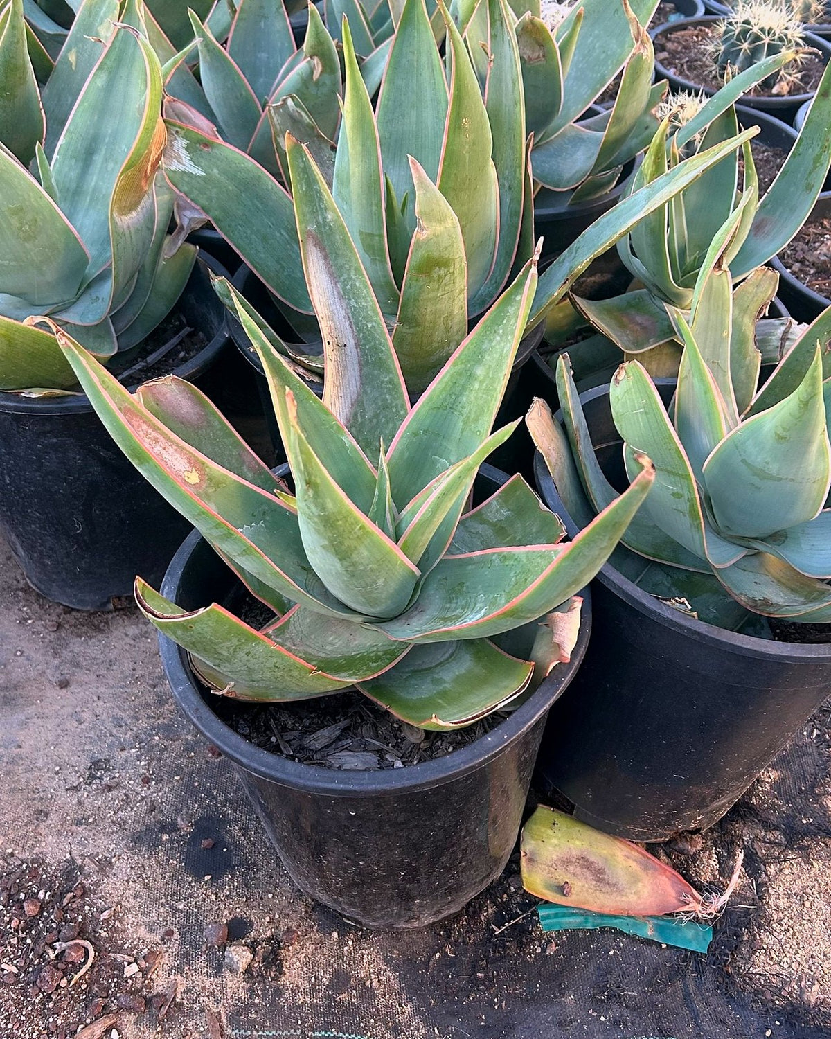 Coral Aloe
