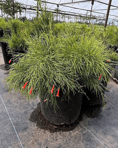 Coral Fountain Grass